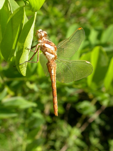 Sympetrum sanguineum e Orthetrum brunneum (imm.)